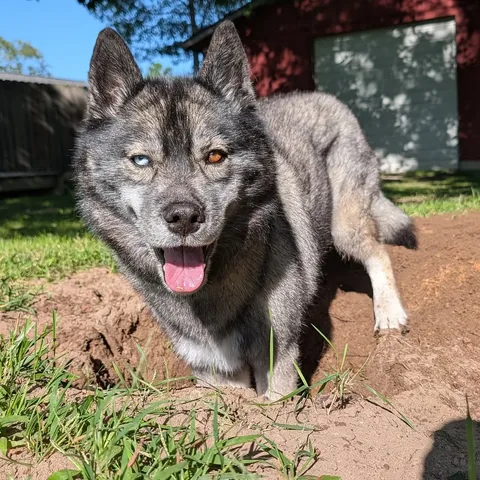 gonetothesnowdogs Instagram post about Dog digging enrichment