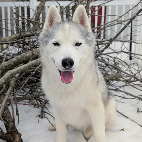 gonetothesnowdogs Instagram post about Grieving Memphis