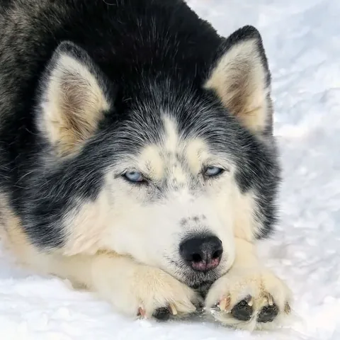 gonetothesnowdogs Instagram post about Memorial for Oakley