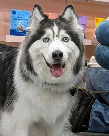 gonetothesnowdogs Instagram post about SuperZoo trade show recap
