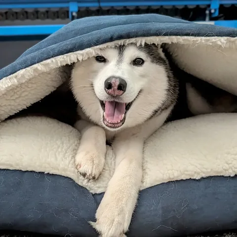 gonetothesnowdogs Instagram post about Snoozer Pet Beds promotion