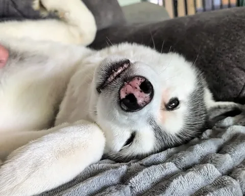 gonetothesnowdogs Instagram post about Kira's eye staining