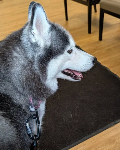 gonetothesnowdogs Instagram post about Kira's health