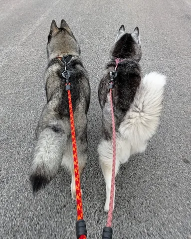 gonetothesnowdogs Instagram post about Adjusting to a smaller dog pack