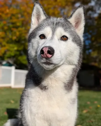 gonetothesnowdogs Instagram post about Favorite season