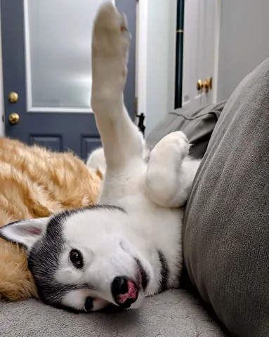 gonetothesnowdogs Instagram post about Kira's sleeping habits