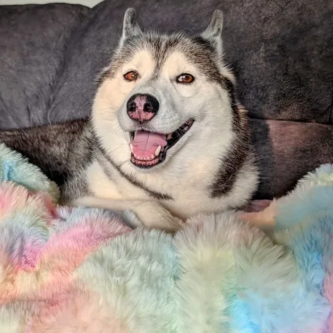 gonetothesnowdogs Instagram post about Creating the 2027 dog calendar