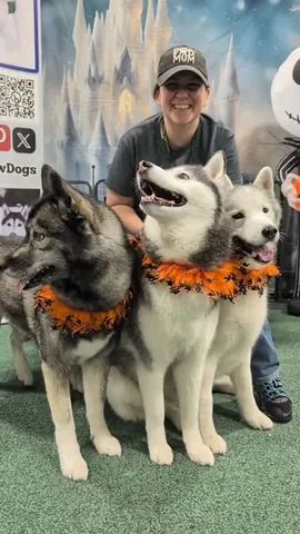 Gone to the Snow Dogs Instagram post thumbnail
