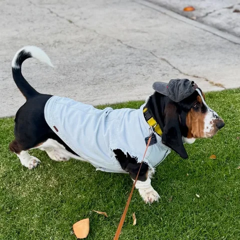 gotewan Instagram post about Pet anniversary