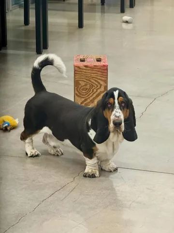 gotewan Instagram post about Pet appreciation