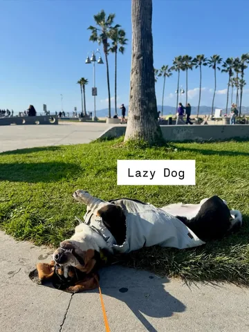 gotewan Instagram post about Pet travel moment
