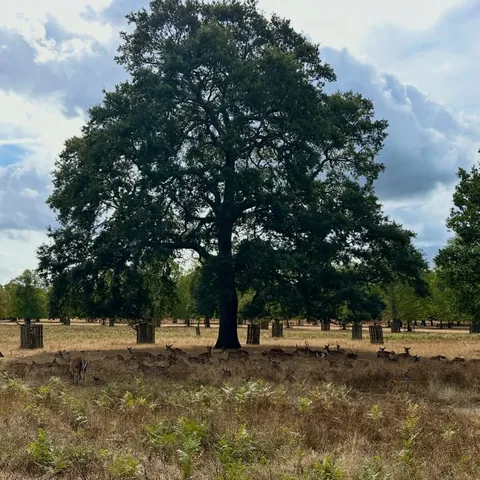 greyfoxstyle Instagram post about Nature