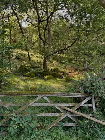 greyfoxstyle Instagram post about Walking and nature