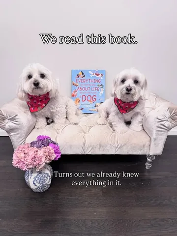 hammyandbrody Instagram post about Book review