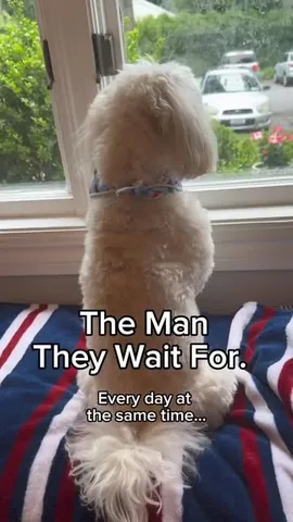 hammyandbrody Instagram post about Dog and human relationship