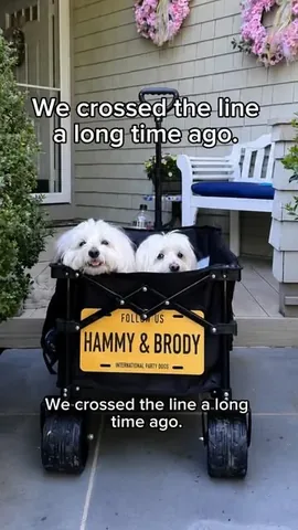 hammyandbrody Instagram post about Neighborhood walks