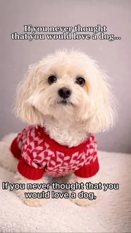 hammyandbrody Instagram post about Human dog bond