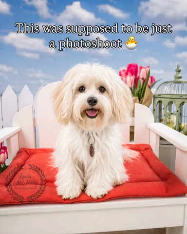 hammyandbrody Instagram post about Pet history and nostalgia