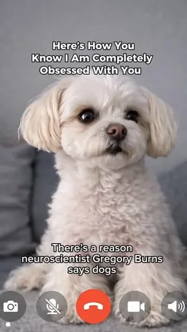 hammyandbrody Instagram post about Human dog bond