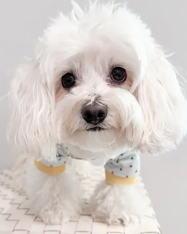 hammyandbrody Instagram post about Dog profile