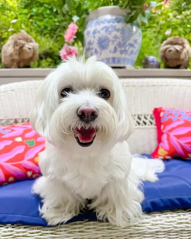 hammyandbrody Instagram post about Dog behavior and quirks