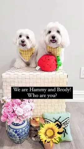 hammyandbrody Instagram post about Dog personalities and community