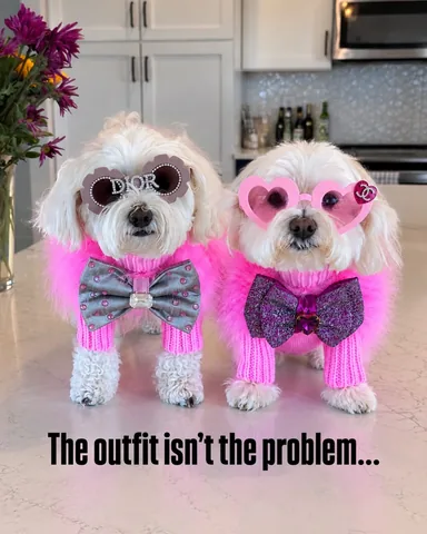 hammyandbrody Instagram post about Dog fashion product promotion