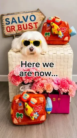 hammyandbrody Instagram post about Dog travel memories