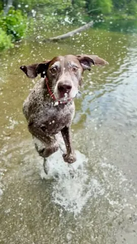 hannahlogan21 Instagram post about Dog appreciation