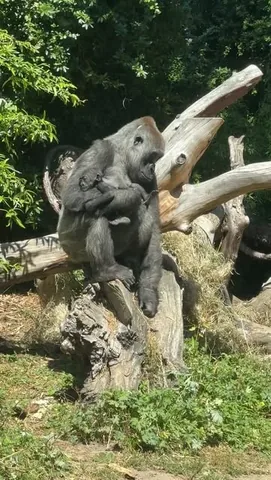 hannahmarieden Instagram post about Zoo baby animals