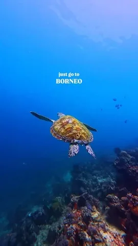 hannahnkeran Instagram post about Borneo wildlife travel