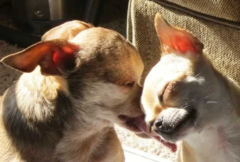 harleypuppymilldog Instagram post about Animal memorial