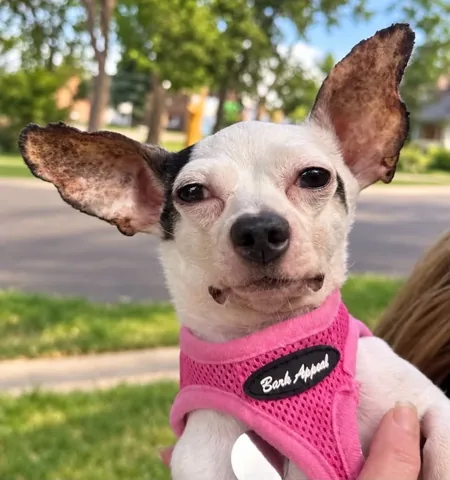 harleypuppymilldog Instagram post about Rescue dog medical care