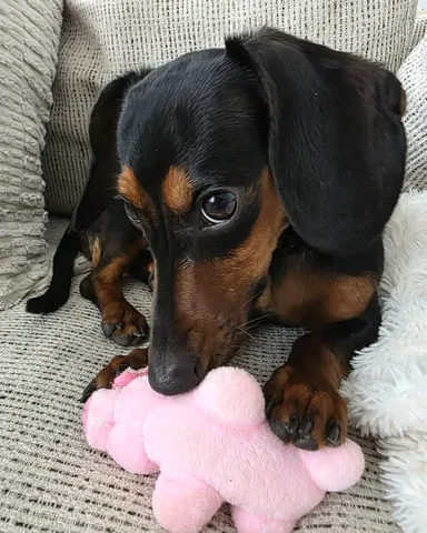 harleypuppymilldog Instagram post about Dog adoption success
