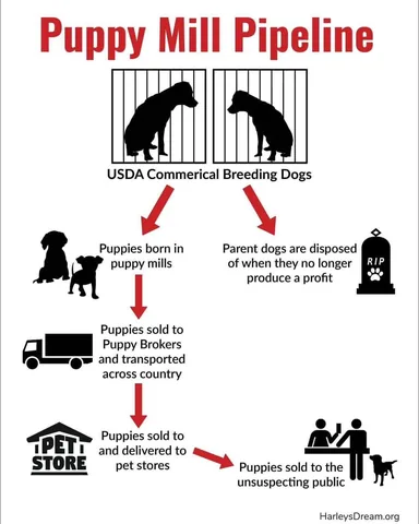 harleypuppymilldog Instagram post about Organizational awareness