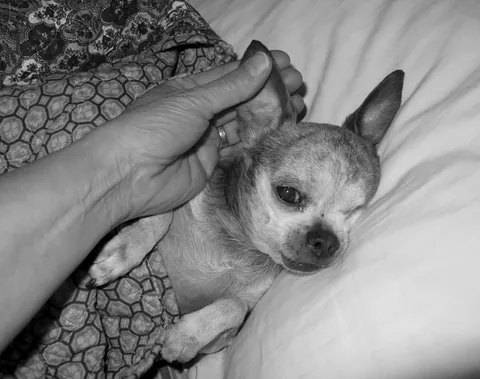 harleypuppymilldog Instagram post about Animal memorial