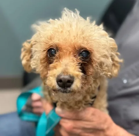 harleypuppymilldog Instagram post about Dog adoption