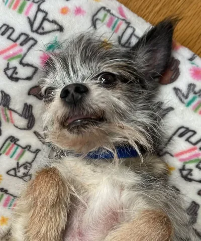 harleypuppymilldog Instagram post about Rescue dog greeting