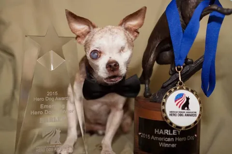 harleypuppymilldog Instagram post about Rescue fundraising