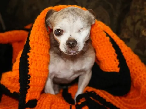 harleypuppymilldog Instagram post about Animal memorial
