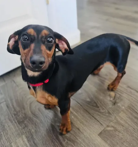 harleypuppymilldog Instagram post about Rescue dog arrival