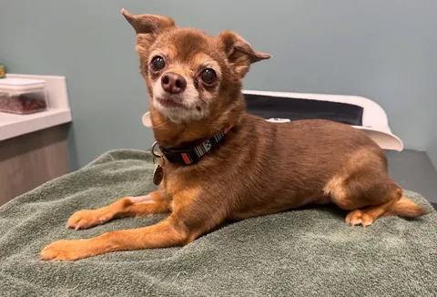 harleypuppymilldog Instagram post about Rescue dog medical update