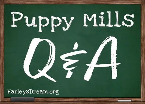 harleypuppymilldog Instagram post about Breeder education