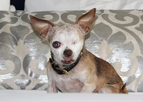 harleypuppymilldog Instagram post about Animal memorial