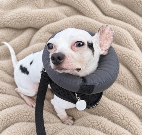 harleypuppymilldog Instagram post about Rescue dog update