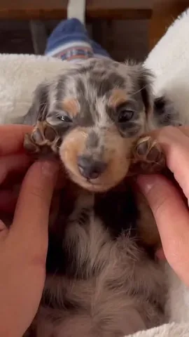 harlowandsage Instagram post about Puppies