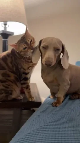 harlowandsage Instagram post about Affection