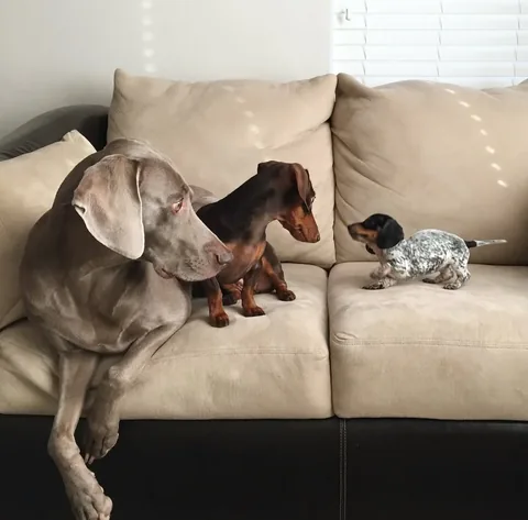 harlowandsage Instagram post about Pet memories