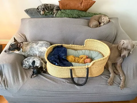 harlowandsage Instagram post about Family growth