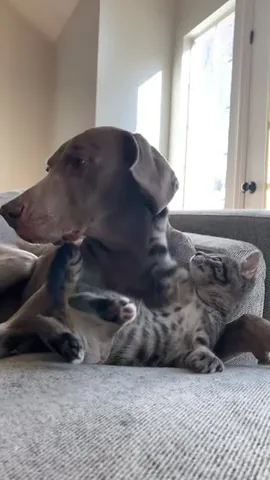 harlowandsage Instagram post about Cats